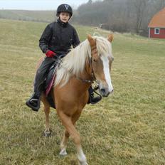 Anden særlig race Andrea