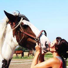 Irish Cob Leopold hvil i fred