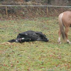 Anden særlig race Pony