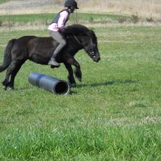 Anden særlig race Pony