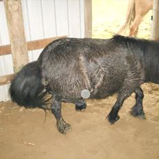 Anden særlig race Pony