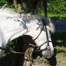 Welsh Mountain (sec A) Bianca