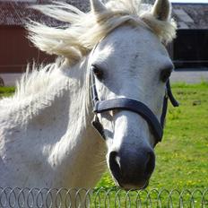 Welsh Mountain (sec A) Bianca