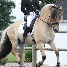 Fjordhest Laust Halsnæs - DANMARKSMESTER & NORDISKMESTER