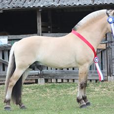 Fjordhest Laust Halsnæs - DANMARKSMESTER & NORDISKMESTER