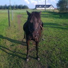Anden særlig race Pony(Rider)