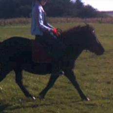 Anden særlig race Pony(Rider)