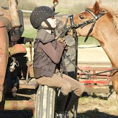 Welsh Pony (sec B) Rødsandsgaards Beauty