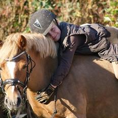 Welsh Pony (sec B) Rødsandsgaards Beauty