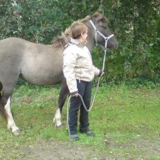 Islænder Assa fra Gjesbækgård
