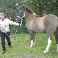 Islænder Assa fra Gjesbækgård