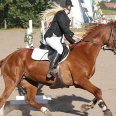 Anden særlig race Sahara ** LÅNTE **