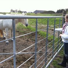 Anden særlig race Cirkeline