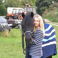 Welsh Cob (sec D) Black Magic |Gode tider!<3|