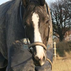 Dansk Varmblod sdr. Bjerregårds De Nitro