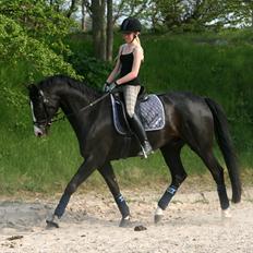 Dansk Varmblod sdr. Bjerregårds De Nitro
