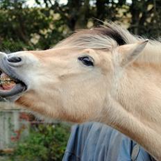 Fjordhest Estrid ~ Min drømmepony<3