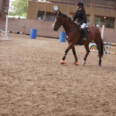 Anden særlig race Jack