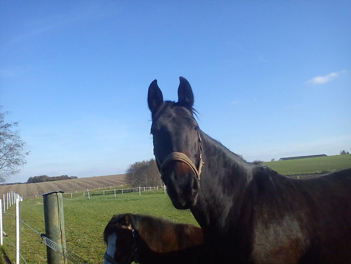 Anden særlig race Teglgårdens Farengo billede 9