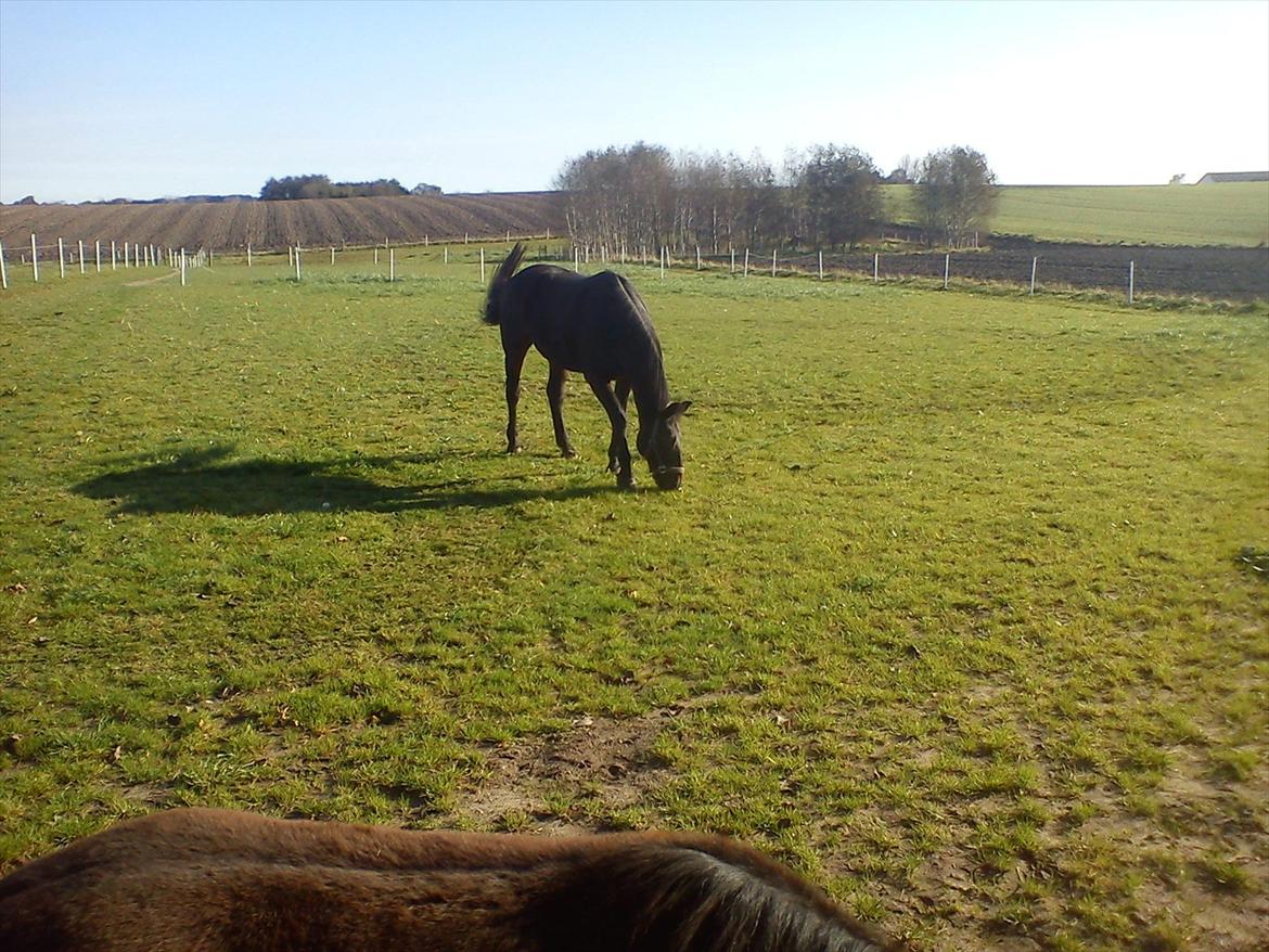Anden særlig race Teglgårdens Farengo billede 10