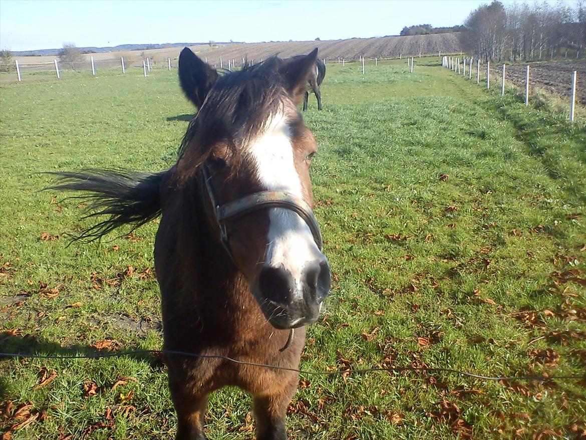 Welsh Mountain (sec A) Sheena billede 19