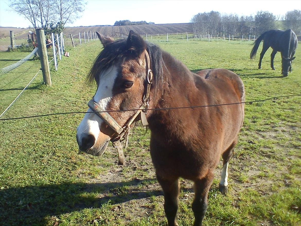 Welsh Mountain (sec A) Sheena billede 18