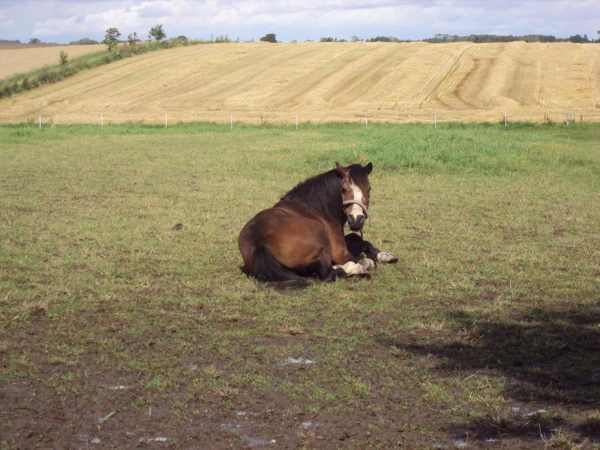 Welsh Mountain (sec A) Sheena billede 17
