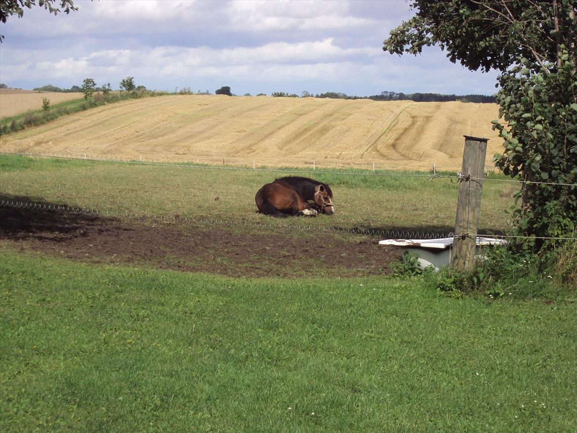 Welsh Mountain (sec A) Sheena billede 16