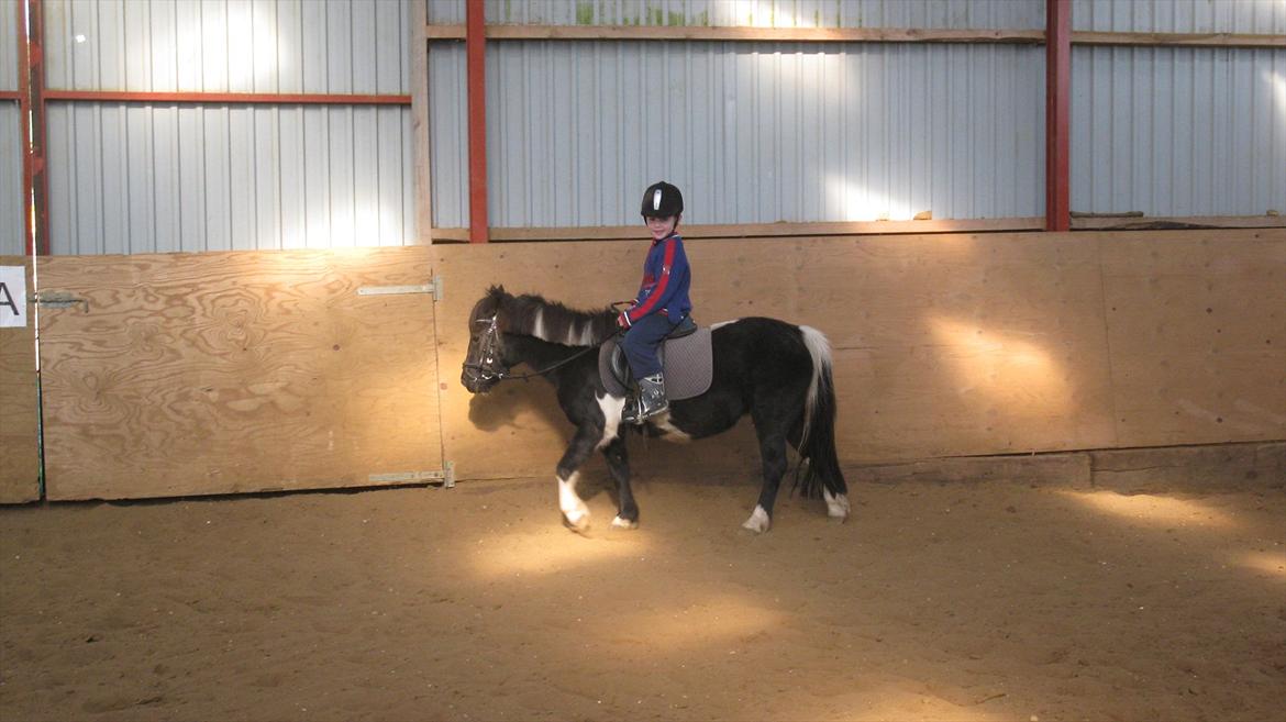 Shetlænder Mamma Mia (lille brors hest) billede 17
