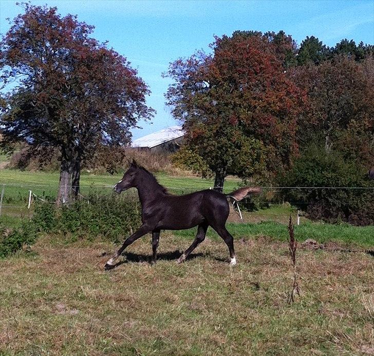 Sportsaraber (A) Sierra Bint Sarakah - Super Girl billede 9