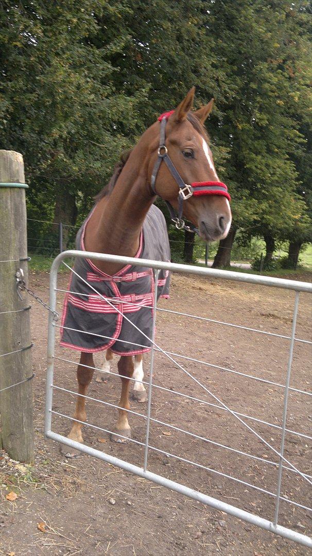 Knabstrupper Juandiazz (stor -lunds enjoy) - På fold den 17/9 -2011 billede 8