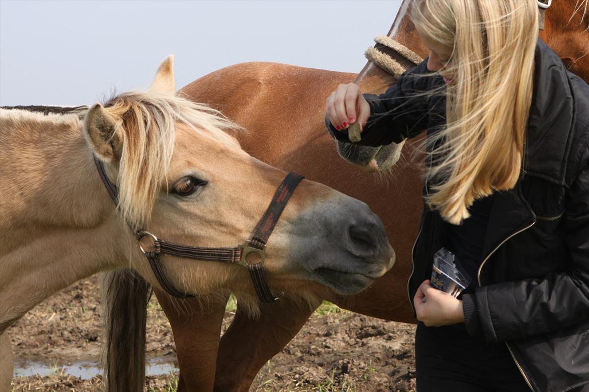 Fjordhest PUK<3 -Frygtløs den frygtsomme pony- - pukken kan smile på komando, men desværre fik min far det ikke fanget ordenligt :) billede 16