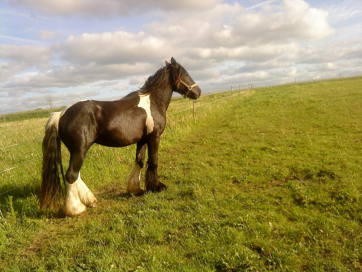 Irish Cob Kenny <<SOLGT>> billede 2