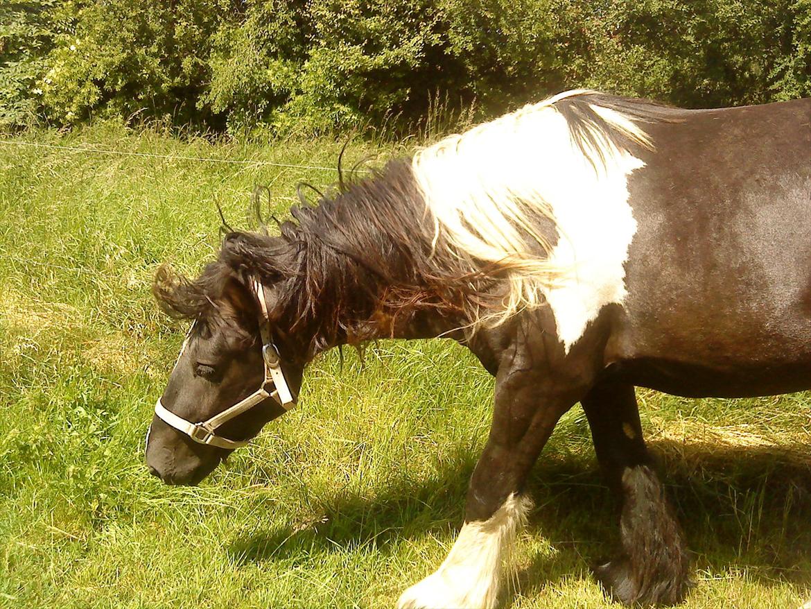 Irish Cob Kenny <<SOLGT>> billede 8