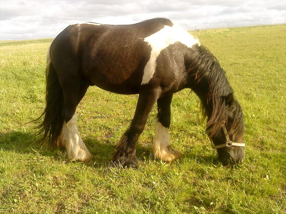 Irish Cob Kenny <<SOLGT>> billede 9