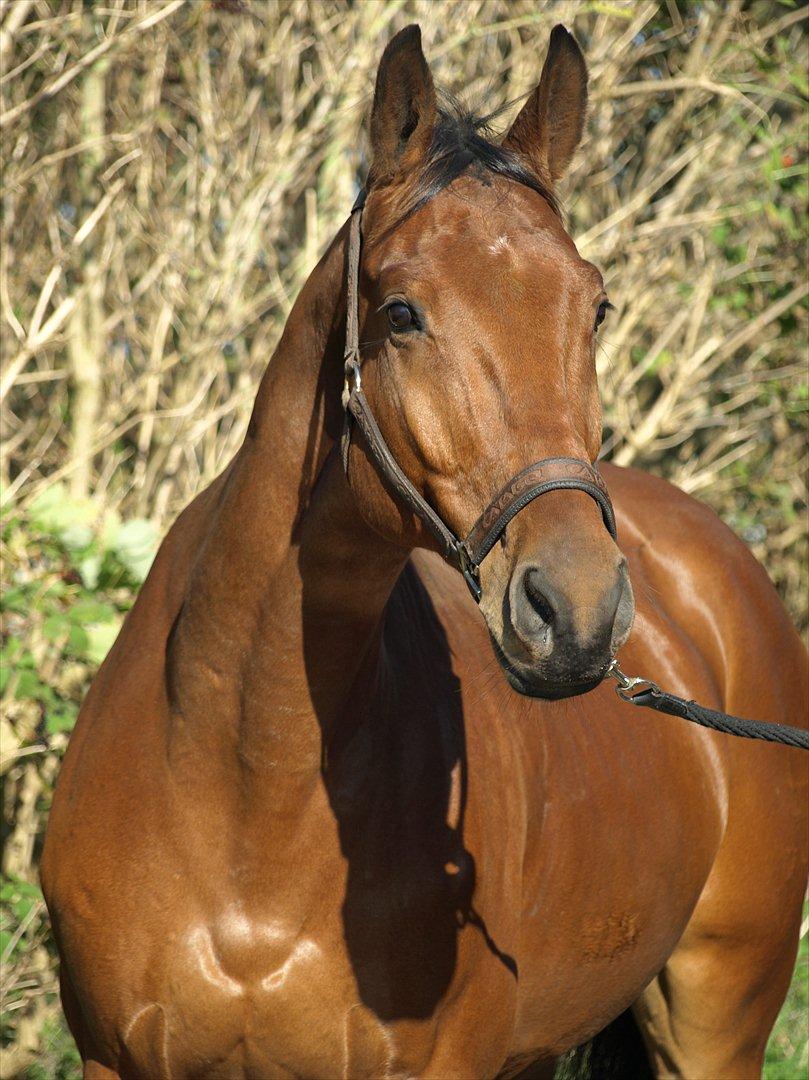 Dansk Varmblod Flanigan billede 2