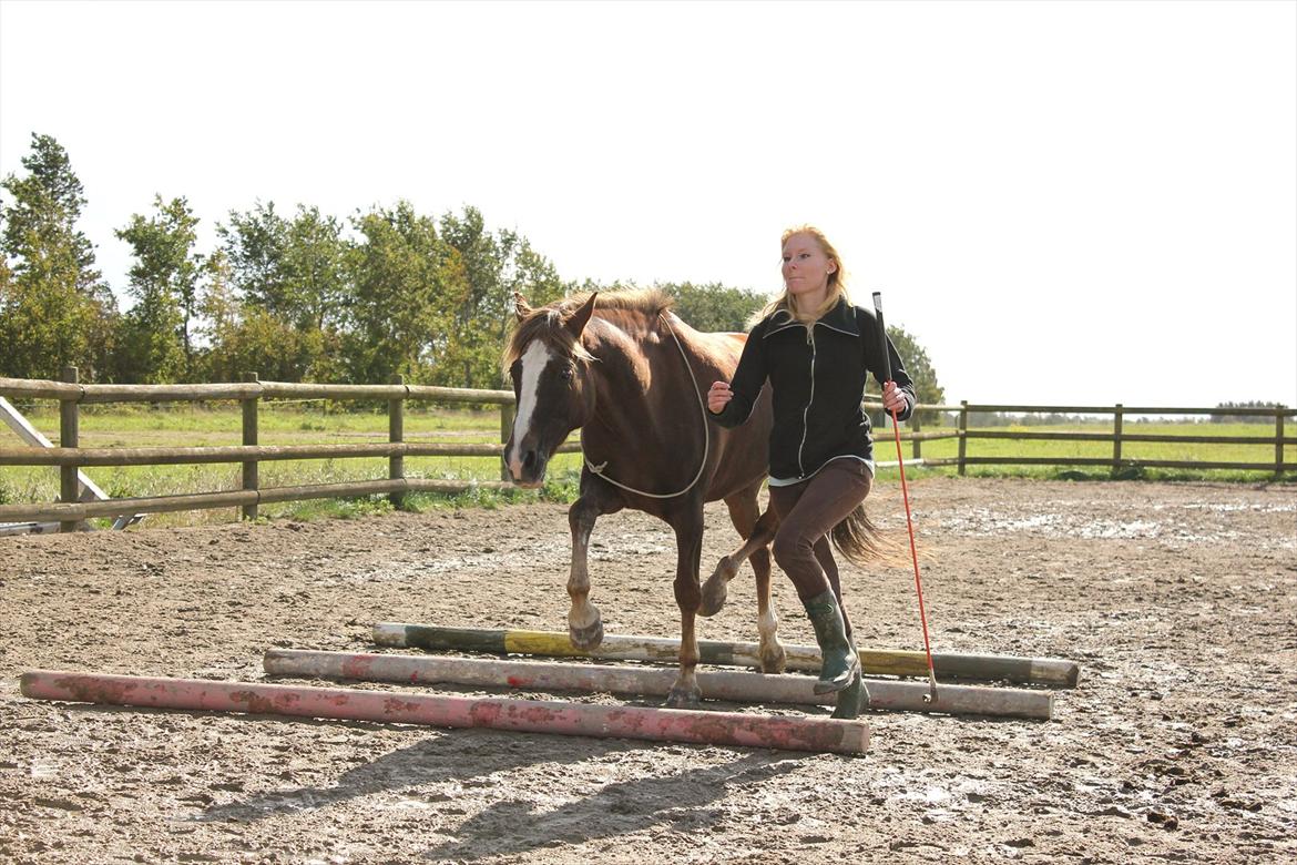 New Forest Luna Aflivet d. 05.02.14 - Trav over bomme September 2011 billede 12