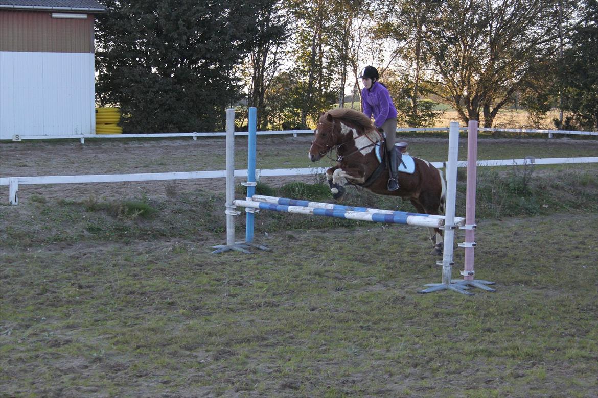 Anden særlig race Flamme *.. Bølle pony!<3 (Solgt) ;'(<3 - Mig og Flamme over 80 CM!:D<3
Foto: Emma og junker billede 9