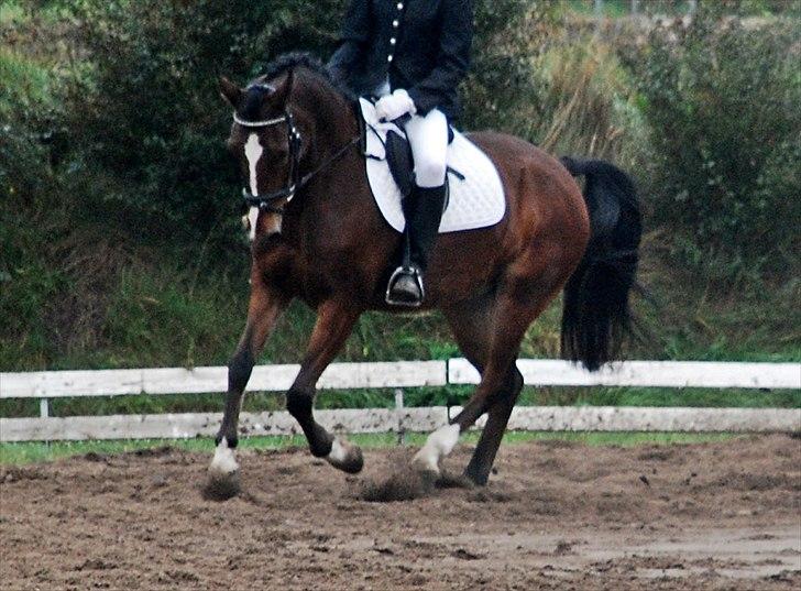 DSP Bakkelys Rozitta - #11 | Galop | Foto: Stine Ravn billede 11