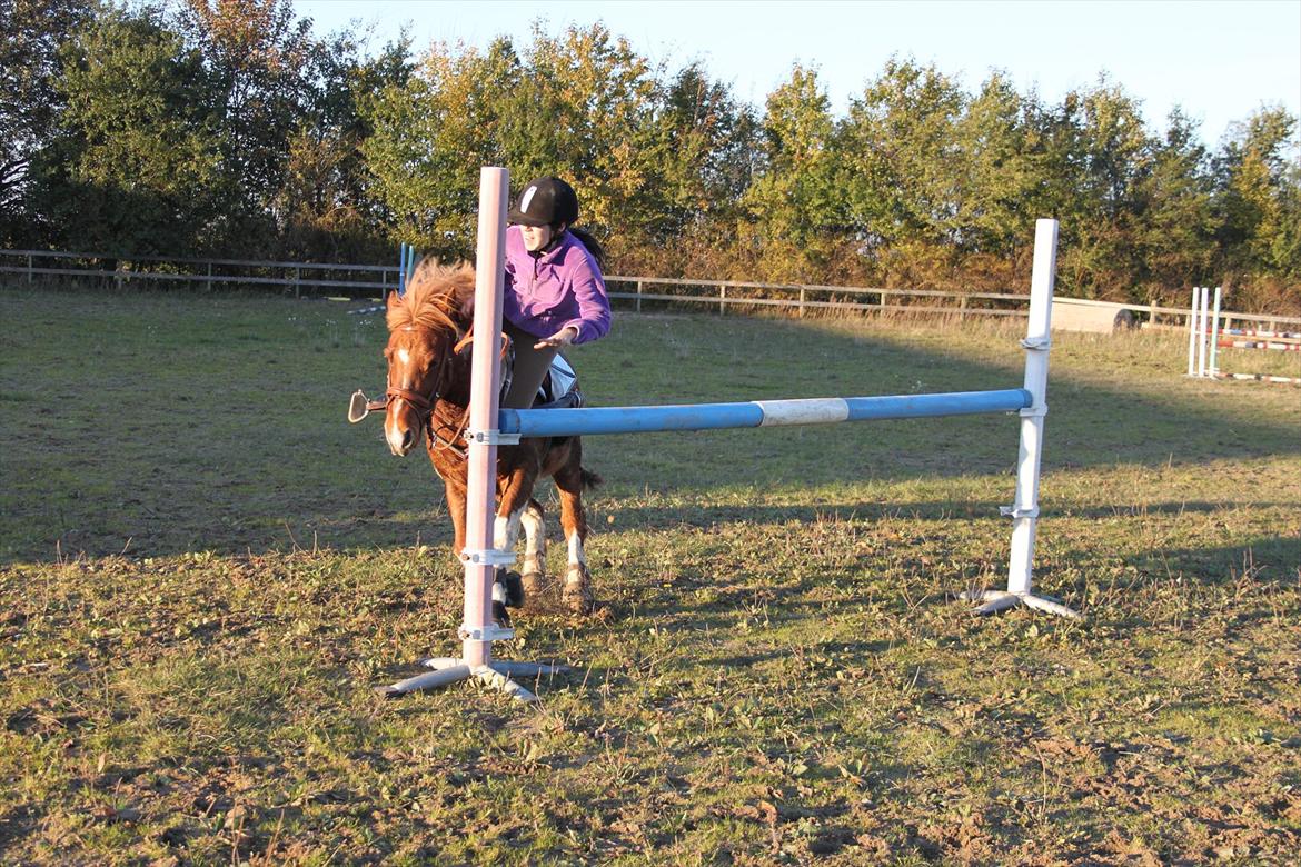 Anden særlig race Flamme *.. Bølle pony!<3 (Solgt) ;'(<3 - Ups! vi skulle over 1 meter!d:
men det blev altså et styrt!xD
Foto: Maria/søster billede 10