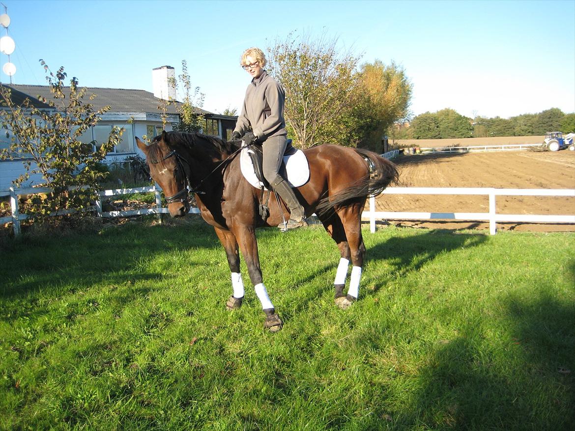 Fuldblod (XX) King Of York (SOLGT) billede 15