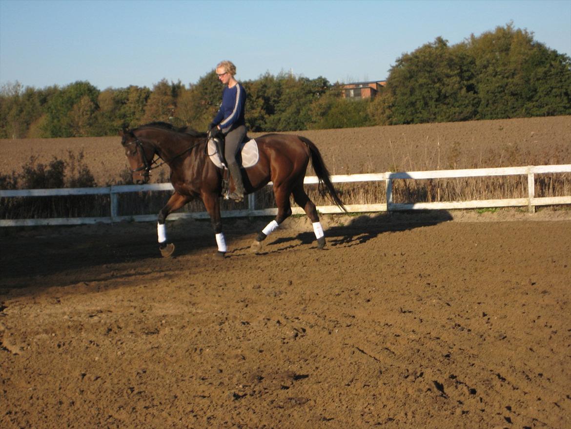 Fuldblod (XX) King Of York (SOLGT) billede 16