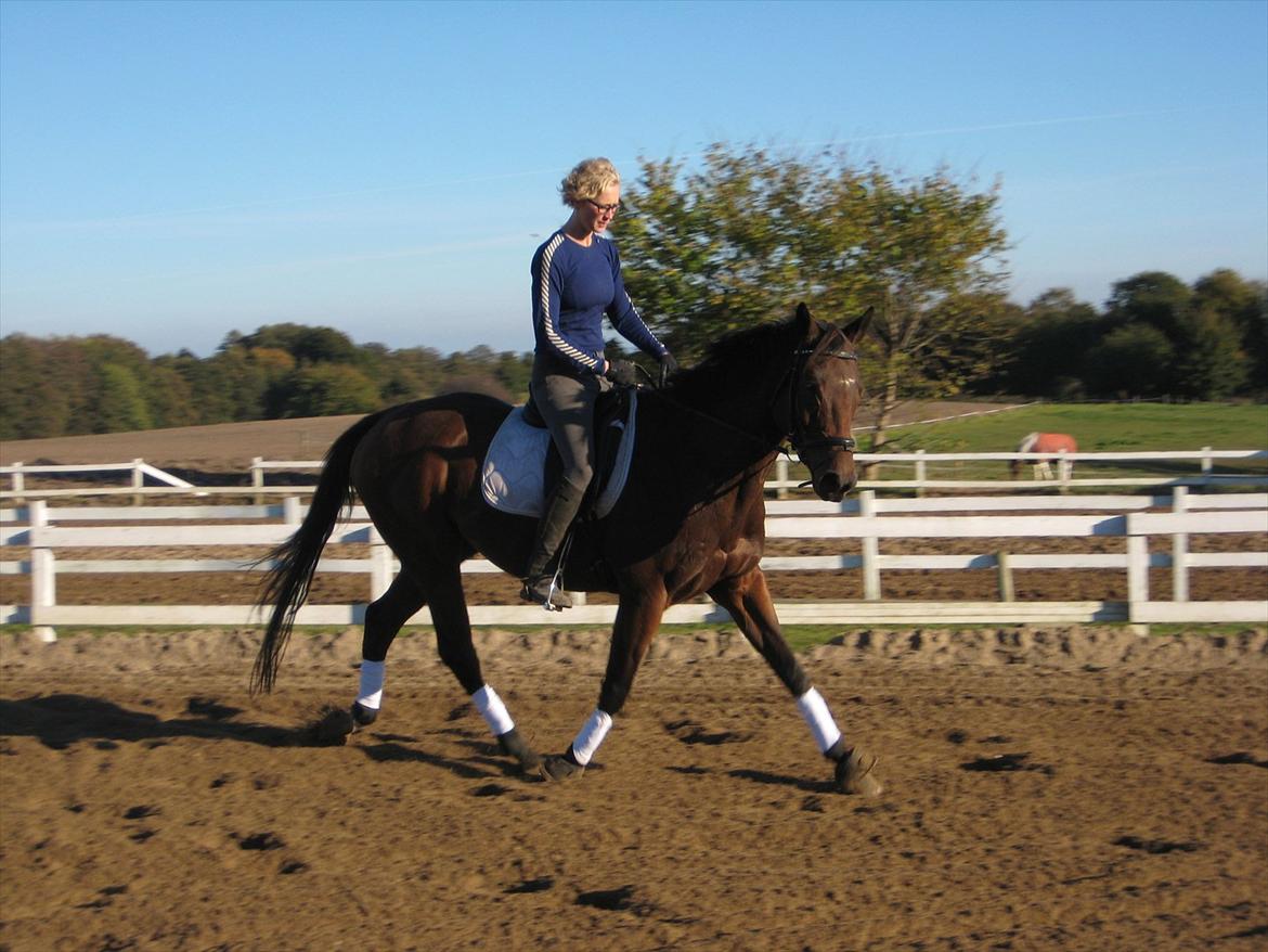 Fuldblod (XX) King Of York (SOLGT) billede 17