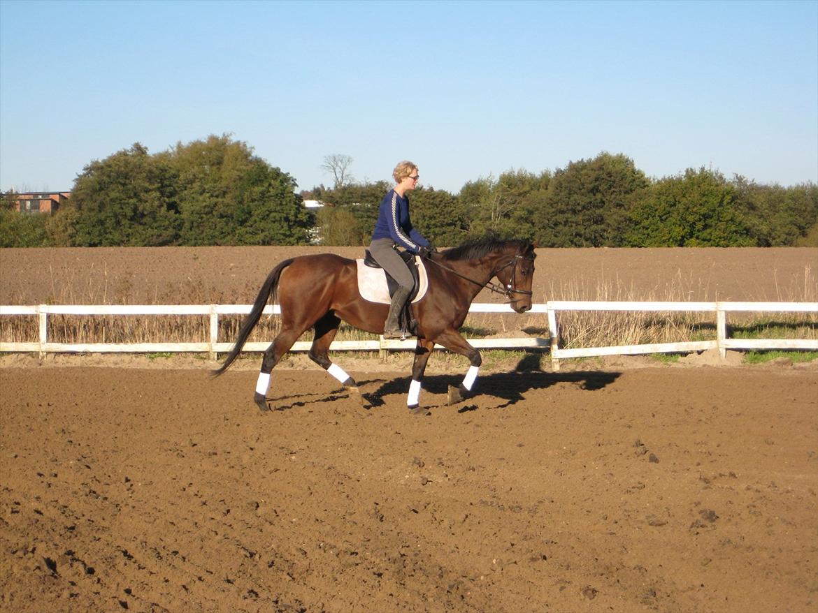 Fuldblod (XX) King Of York (SOLGT) billede 18