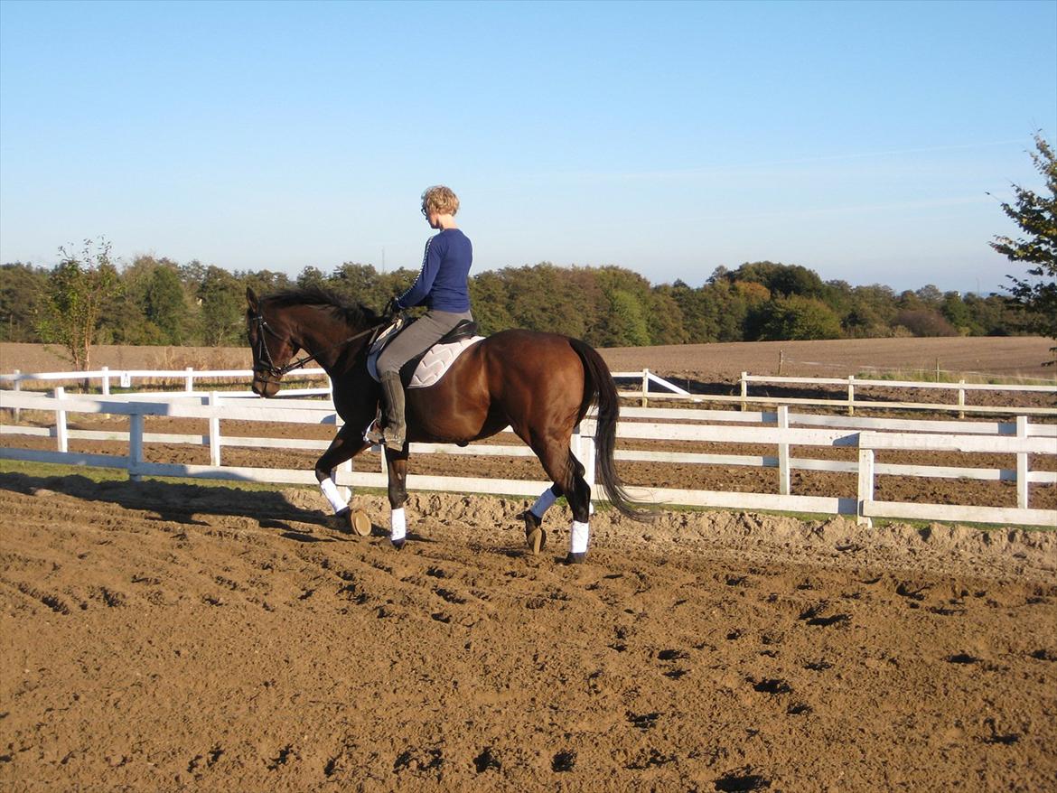 Fuldblod (XX) King Of York (SOLGT) billede 19