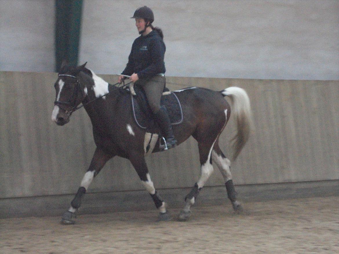 Pinto Great-Vikings Indiana (skinkedyret) - træning 14 oktober  billede 13