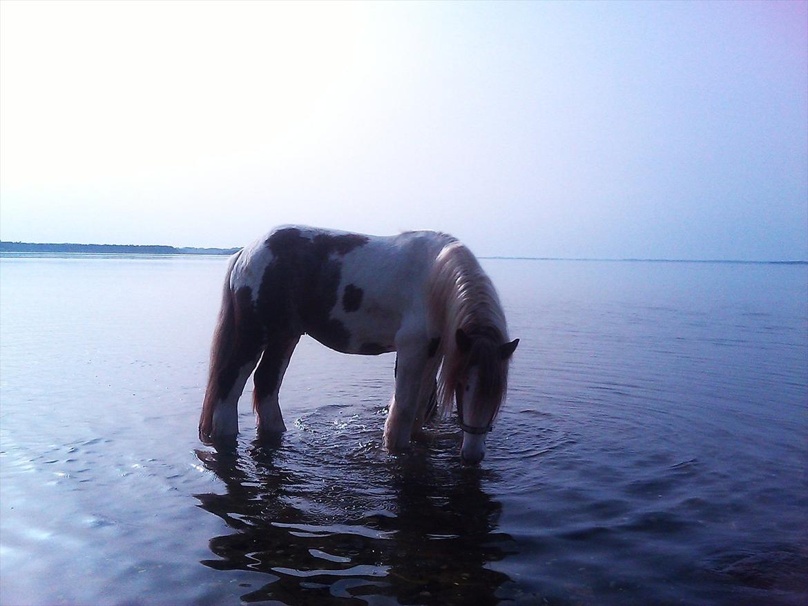 Tinker Angus Mac Oc - En tur ved stranden :) billede 7