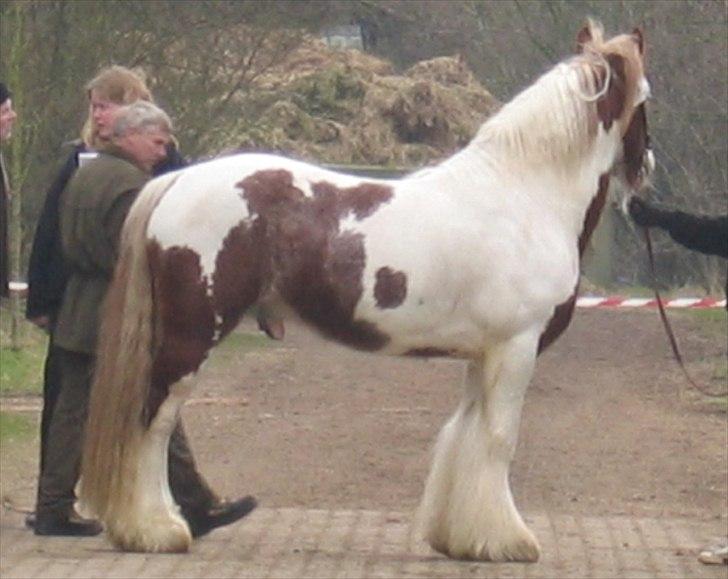 Tinker Angus Mac Oc - Kåring i DTF billede 10