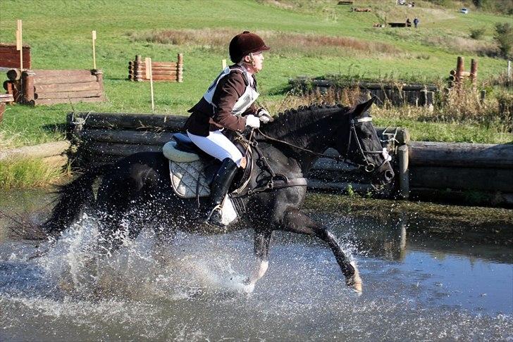 Pinto Nikita min musling <3 - mit første military stævne CNC70 (hest) nummer 9 ud af 30 ryttere :D
Taget af Maria Overgård Bruun billede 21