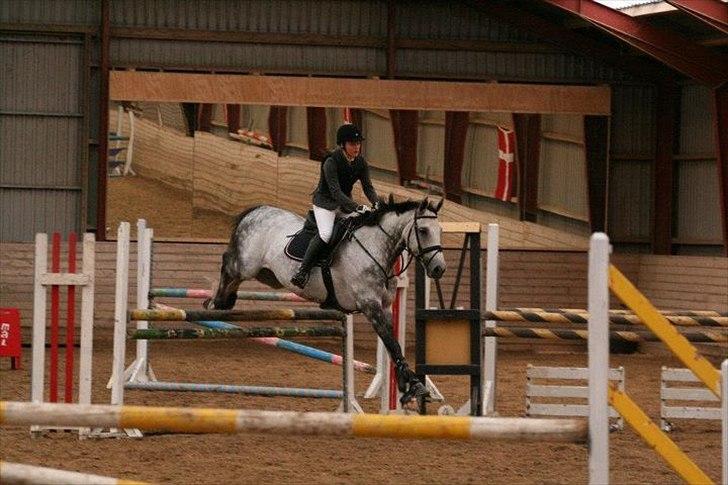 Dansk Varmblod Carneval Fever - LA :) Foto: Louise Kjær billede 13